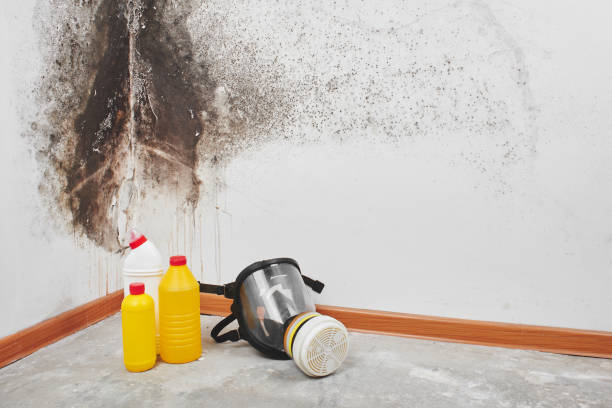 Best Localized Mold Remediation (e.g., coastal areas, humid climates) in Des Moines, WA