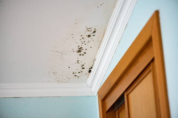 Best Mold Remediation for Schools in Des Moines, WA