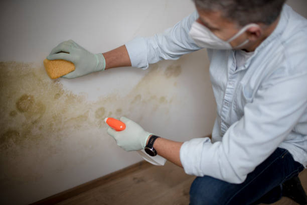 Best Insurance-Related Mold Remediation in Des Moines, WA