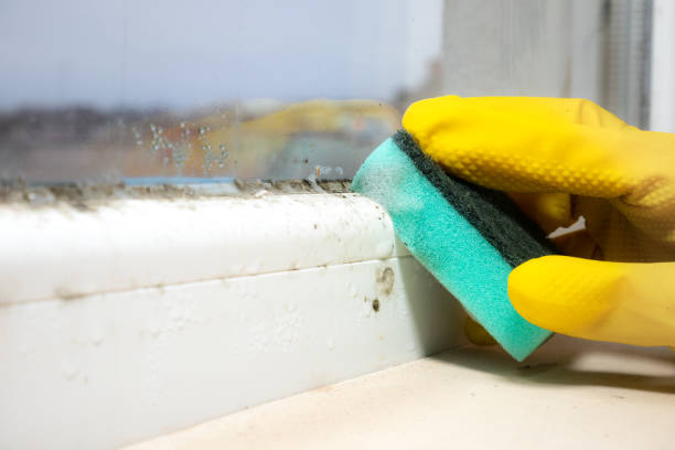 Best Mold Testing and Inspection Services in Des Moines, WA