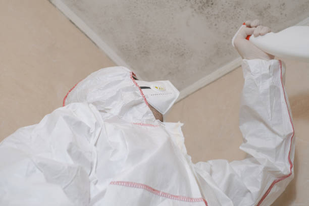 Best Black Mold Remediation in Des Moines, WA