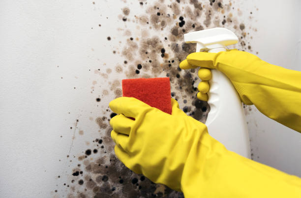 Best Residential Mold Remediation in Des Moines, WA