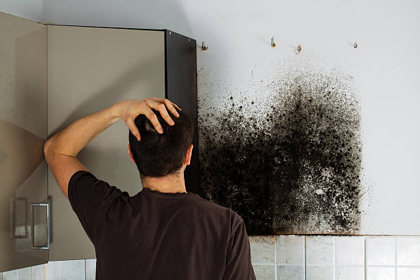 Best Bathroom Mold Remediation in Des Moines, WA